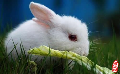 十二生肖<a href='http://www.dytaisa.com/browse/60/' target='_blank'><u>属兔</u></a>性格解读
